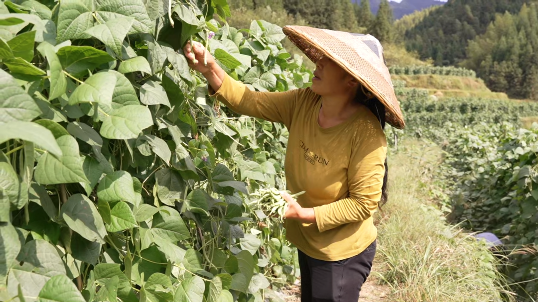 洞口县:生态赋能产业兴 高山蔬菜富村民