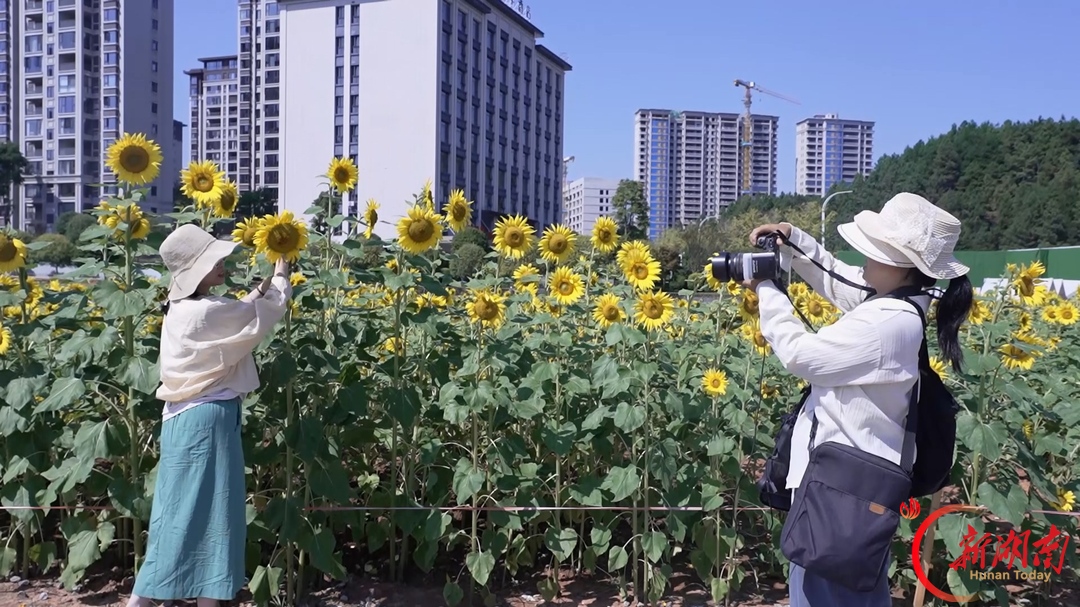 城市花海入画来 家门口尽享秋日美景