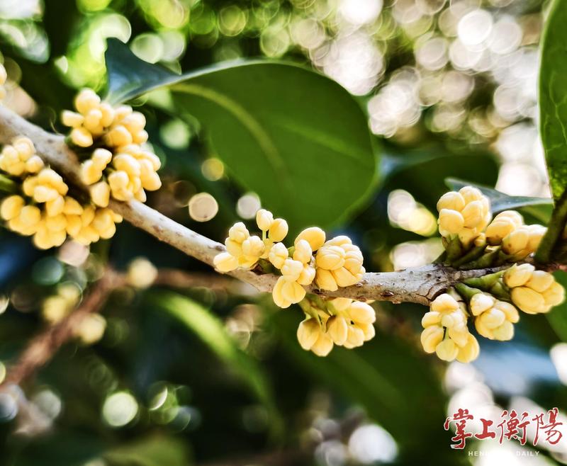 今年的桂花，为何还未迎来大规模盛开？