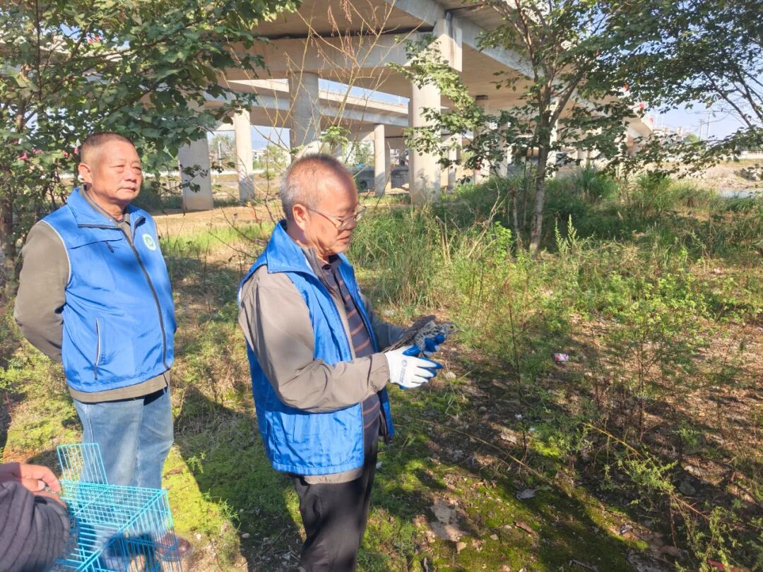 武冈开展野生动物救助暨巡河净滩行动 康复鹰鹃放归山林
