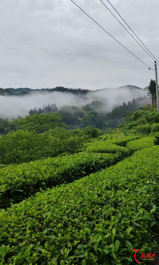 黄荣军：从“会种茶”到“会卖茶”，桂东茶农把茶园搬进直播间