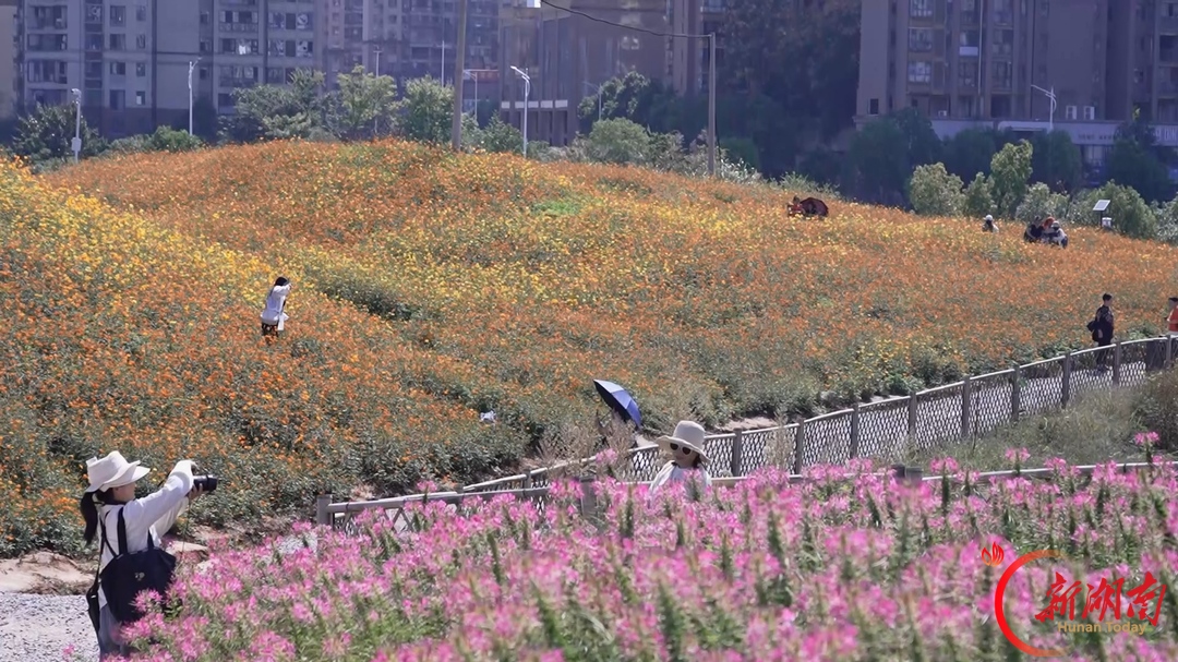 城市花海入画来 家门口尽享秋日美景