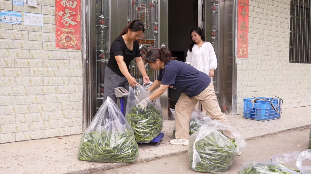 洞口县:生态赋能产业兴 高山蔬菜富村民