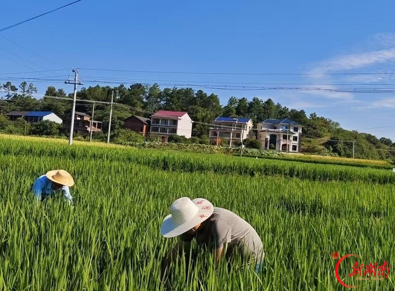 不荒一亩田，不漏一块地  衡阳市秋冬生产全覆盖