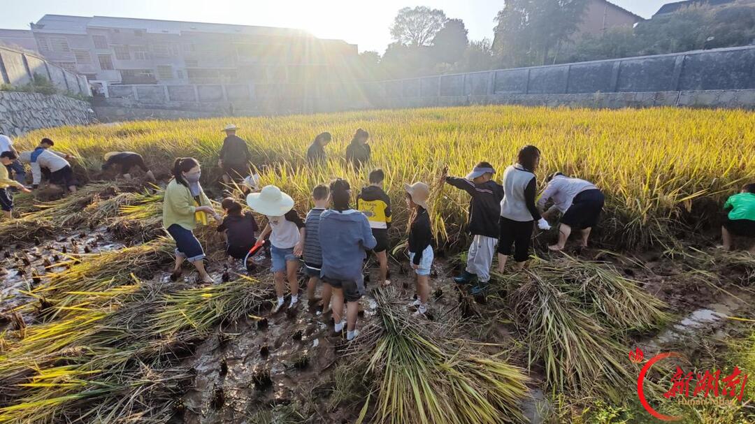 浏阳市沙市村党群服务中心联合沙市小学开展水稻收割劳动实践活动