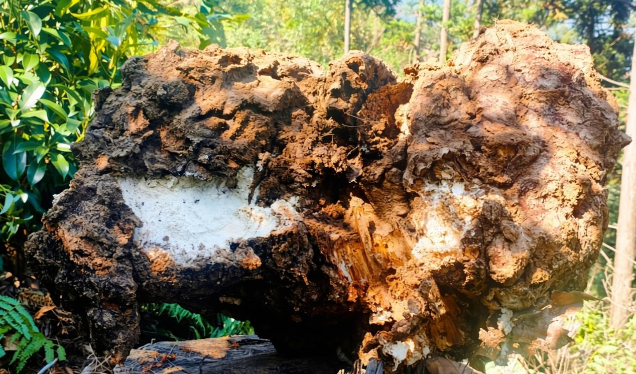林下经济结硕果 隆回一种植户挖出百斤茯苓王