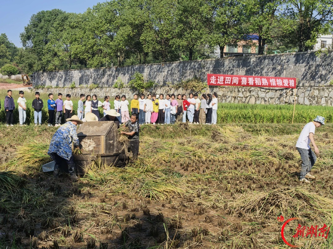 浏阳市沙市村党群服务中心联合沙市小学开展水稻收割劳动实践活动