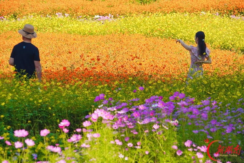 赴一场限定秋日花海浪漫