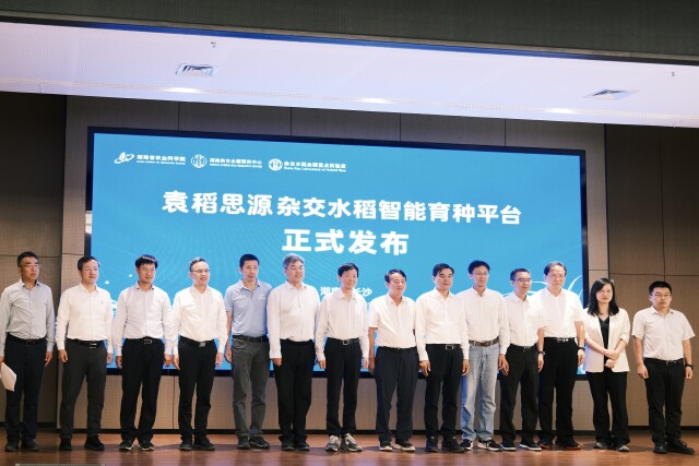 “袁稻思源”杂交水稻智能育种平台正式上线 湖南杂交水稻育种迈入数据智能新阶段