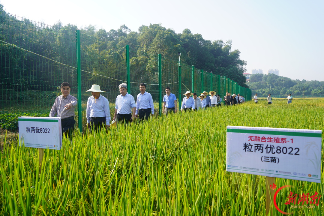 袁隆平院士提出的最高目标 “一系法”杂交水稻育种实现重大突破