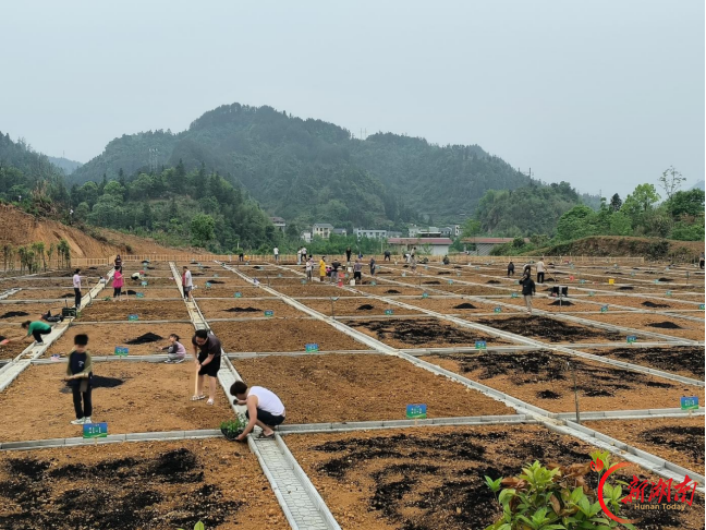 方寸之地见真章——吉首把城市“边角料”绣成民生“金角银边”@湖南日报头版