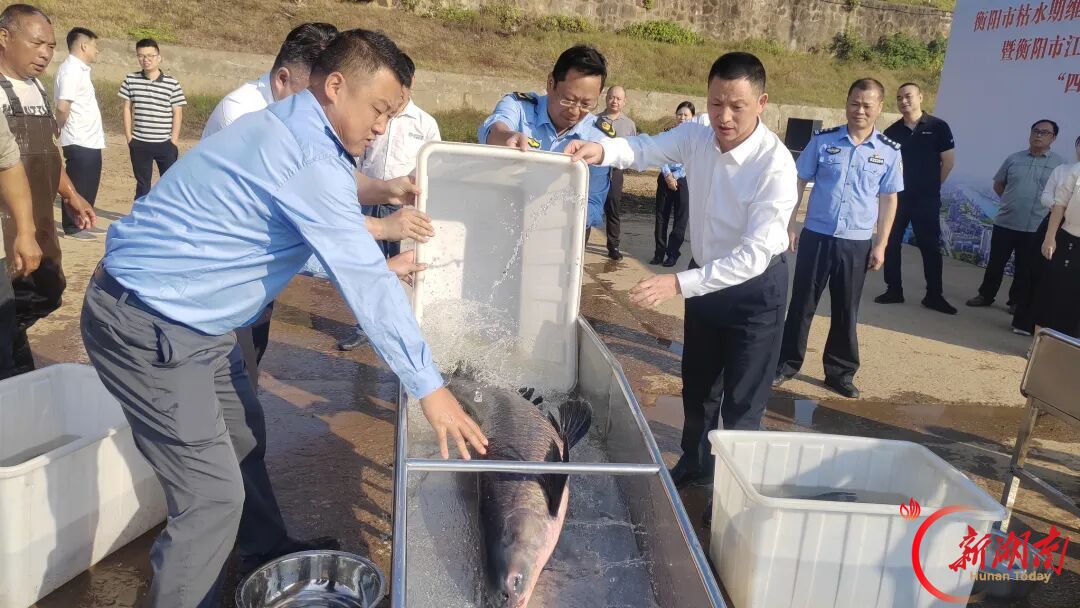 一江碧水迎贵客，四大家鱼焕新生  衡阳市：340尾“四大家鱼”亲本奔涌入湘江