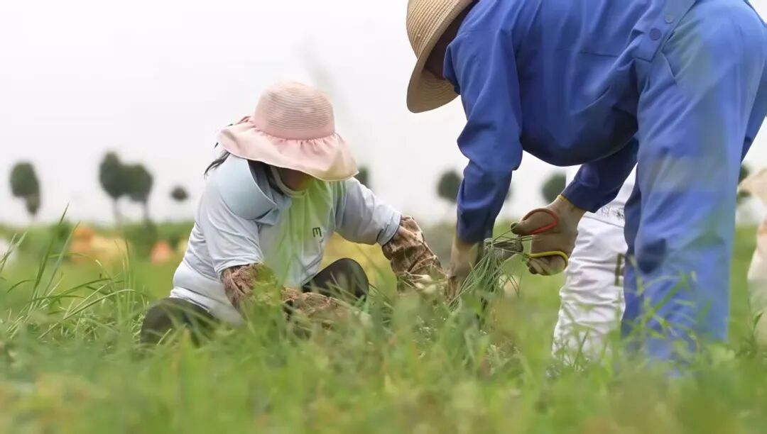 日韩国民“下饭菜”,湘阴藠头走红海外