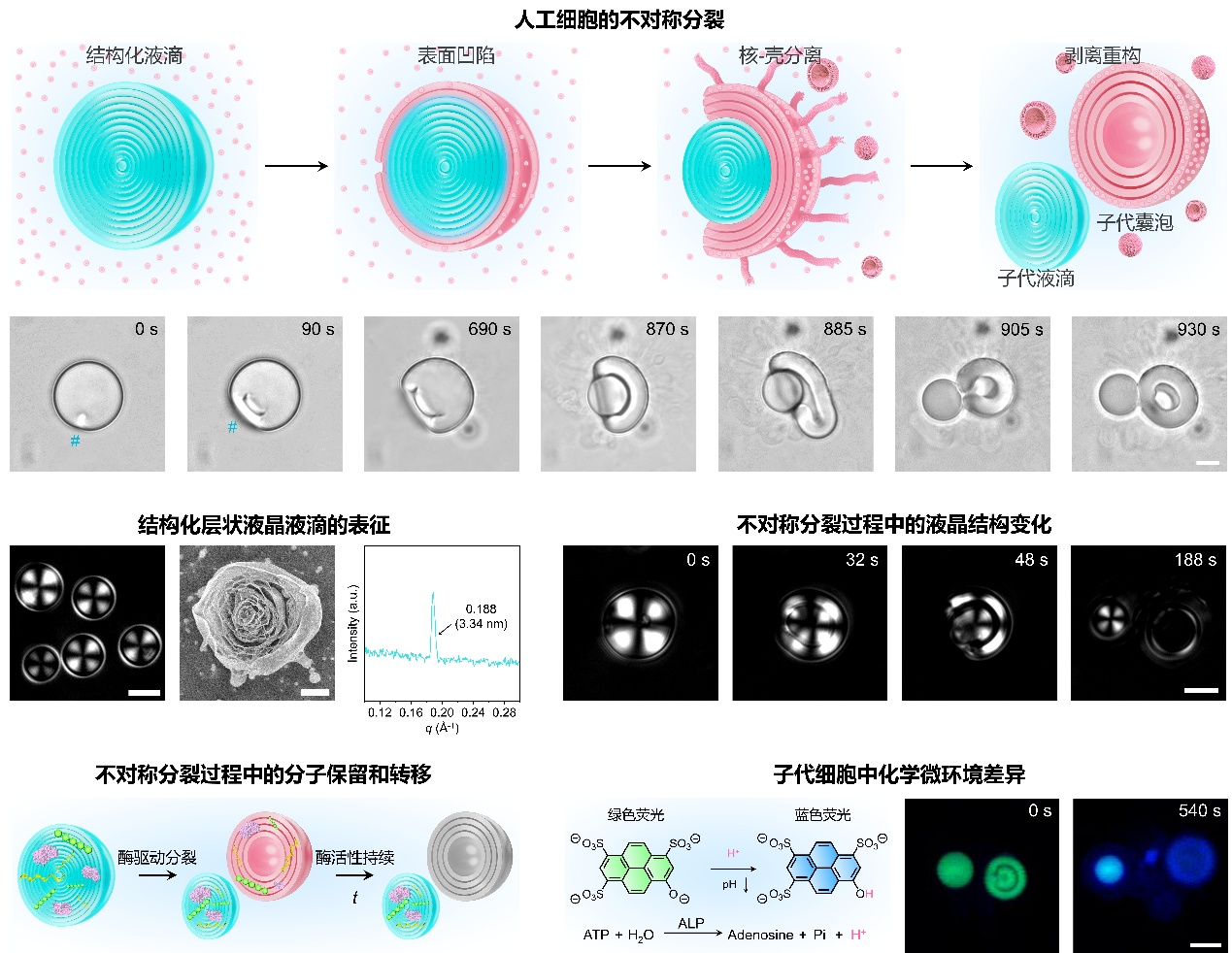 从原子核到宇宙深处，中国基础研究捷报频传！