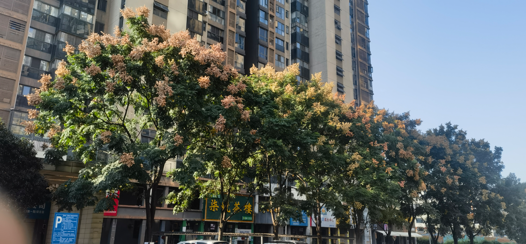 散文丨窗下的那排栾树