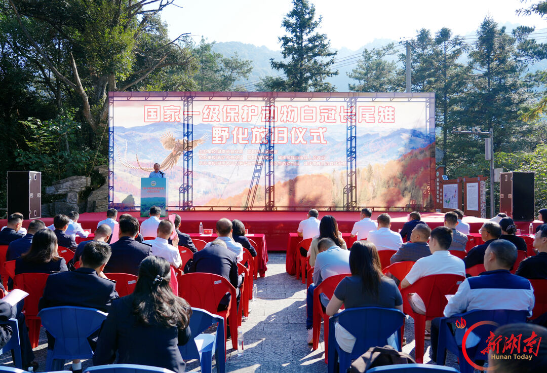百羽“中国凤凰”重返山林 白冠长尾雉野化放归活动在南山国家公园候选区举行