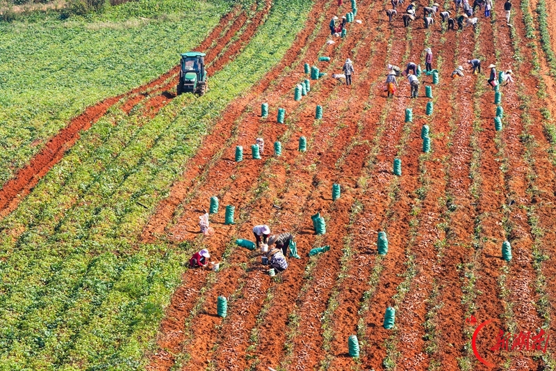 特色产业助增收
