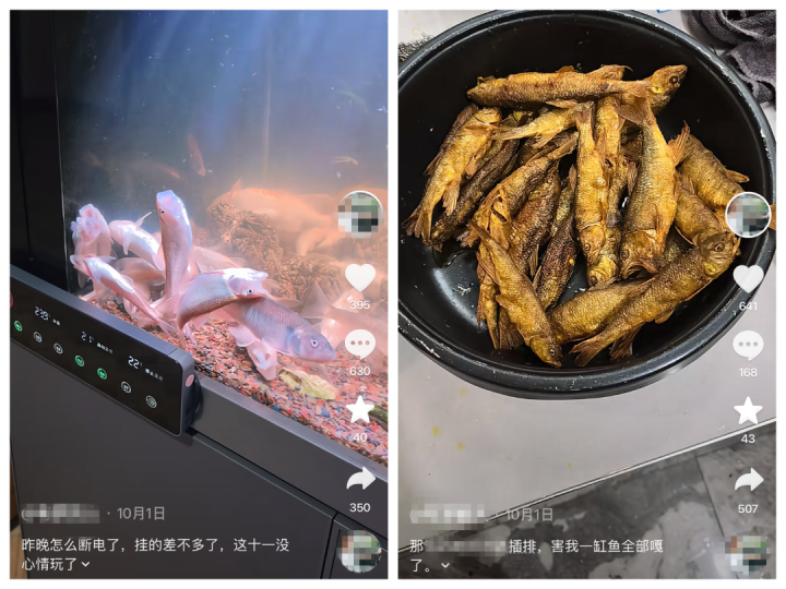 养了这么多年,一觉醒来团灭!全国多地鱼友中招,有人损失上万元,竟是被一块插排“背刺”……商家:系黑客恶意攻击,已紧急封堵漏洞