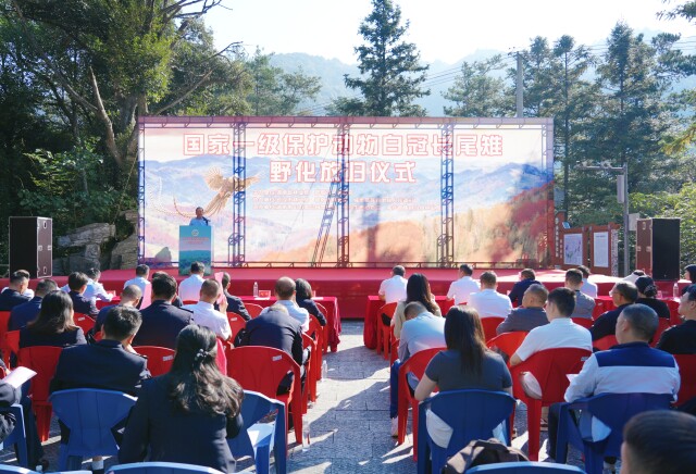 全国规模最大雉类放归!100羽“中国凤凰”在湖南重返山林!