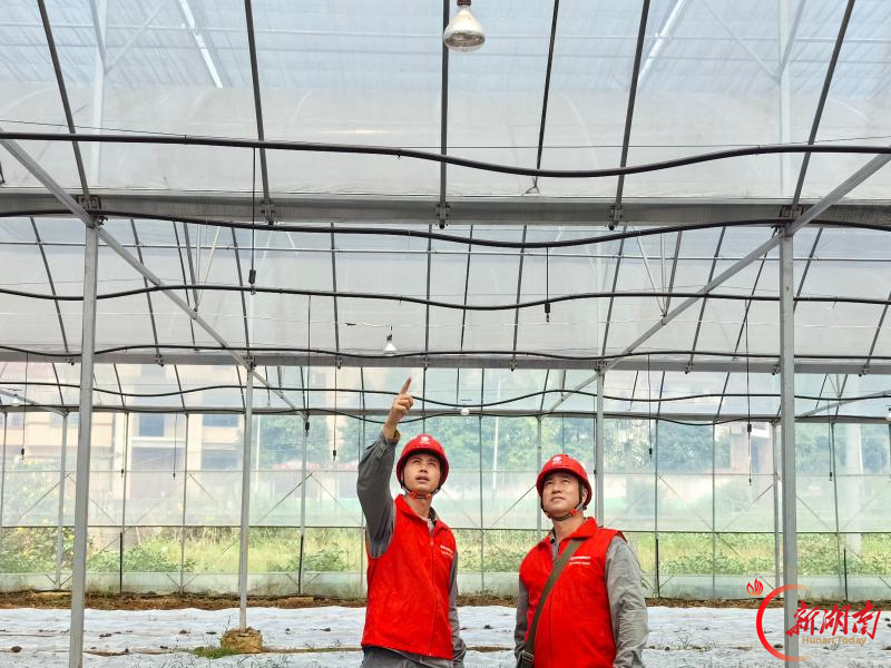国网娄底供电公司贴心服务进大棚 电力护航秋收丰产
