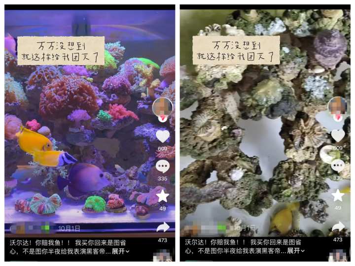 养了这么多年,一觉醒来团灭!全国多地鱼友中招,有人损失上万元,竟是被一块插排“背刺”……商家:系黑客恶意攻击,已紧急封堵漏洞
