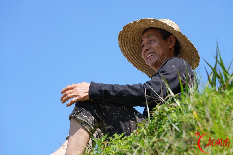 云上梯田庆丰收