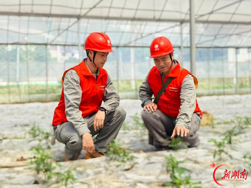国网娄底供电公司贴心服务进大棚 电力护航秋收丰产