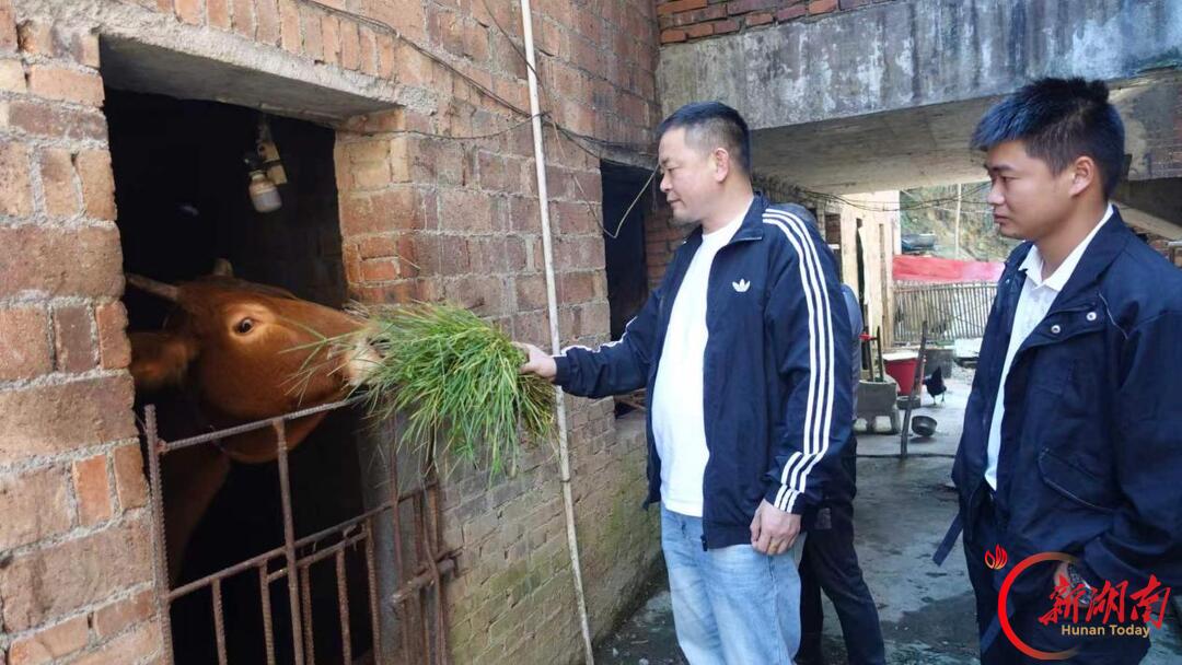 双峰县锁石镇：消费帮扶 铺就特色养殖振兴路