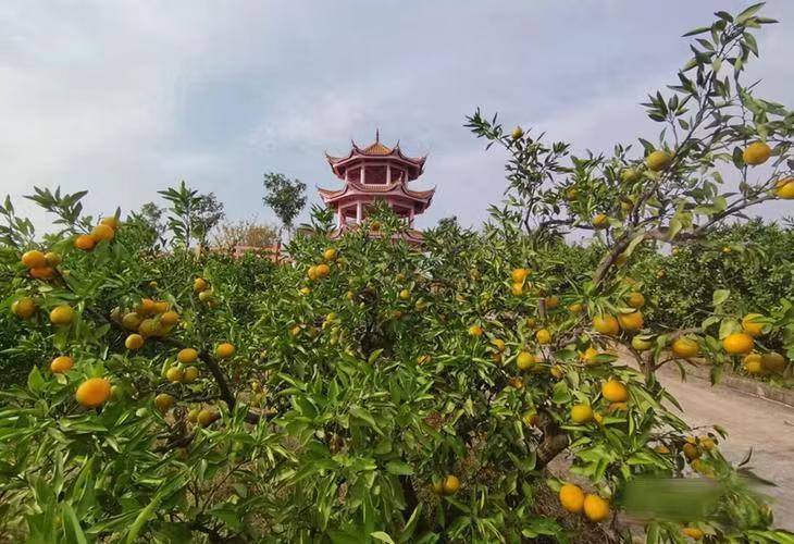 这个秋天，去石门赴一场“橘香之约”