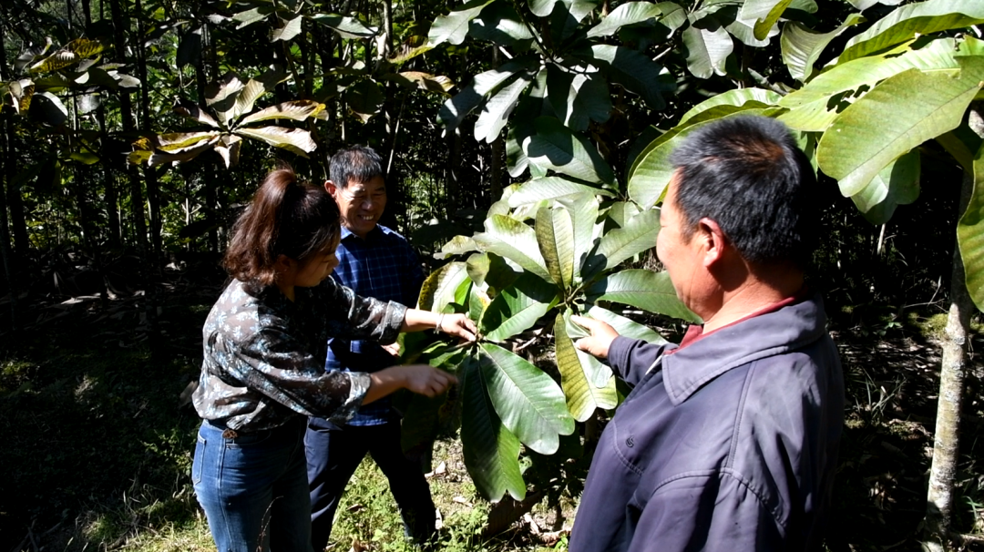 桂东县政协委员风采丨李永凤:深耕山野兴药产 履职赋能促振兴