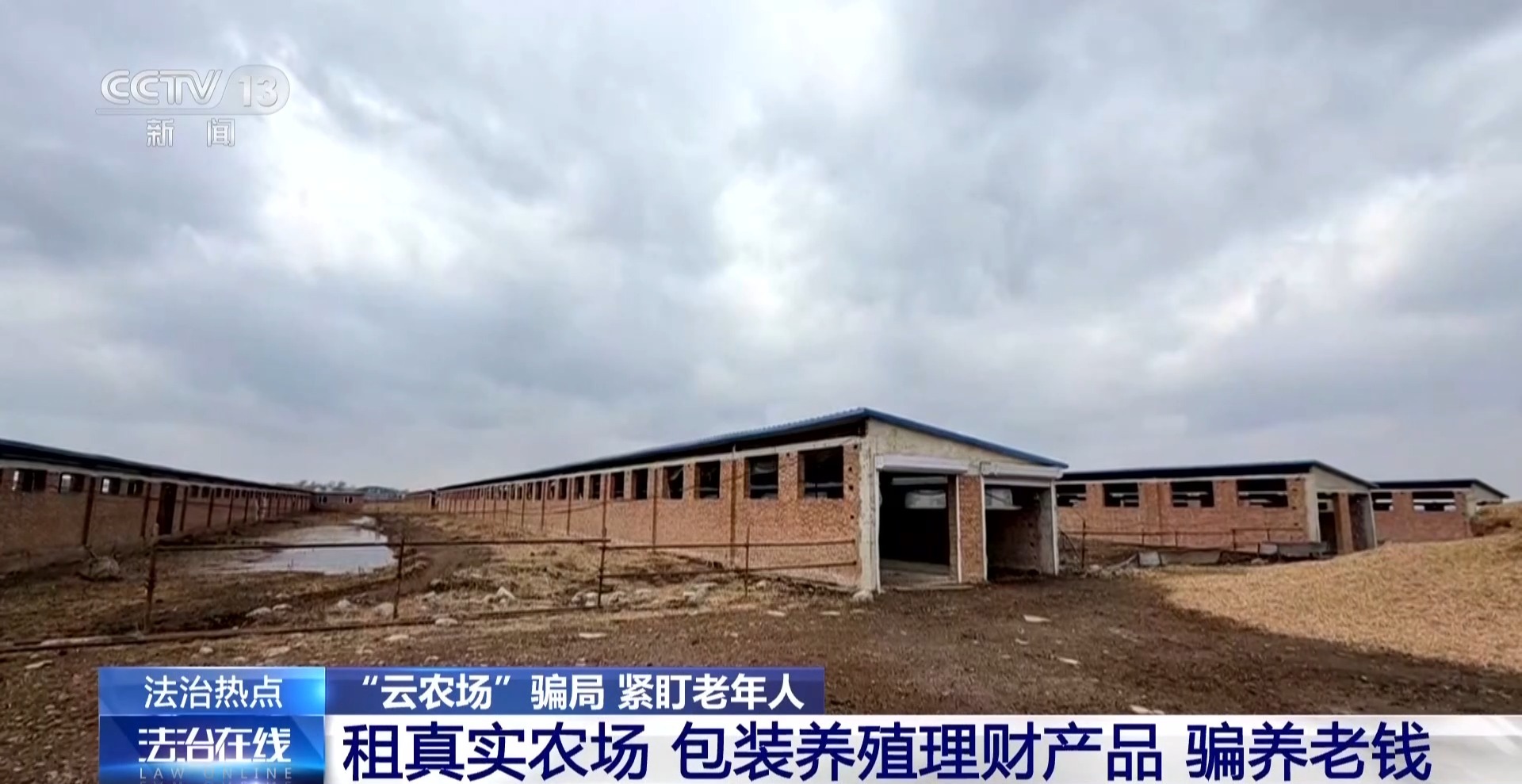 法治在线丨12万人被骗5.6亿 起底“云养牛”骗局
