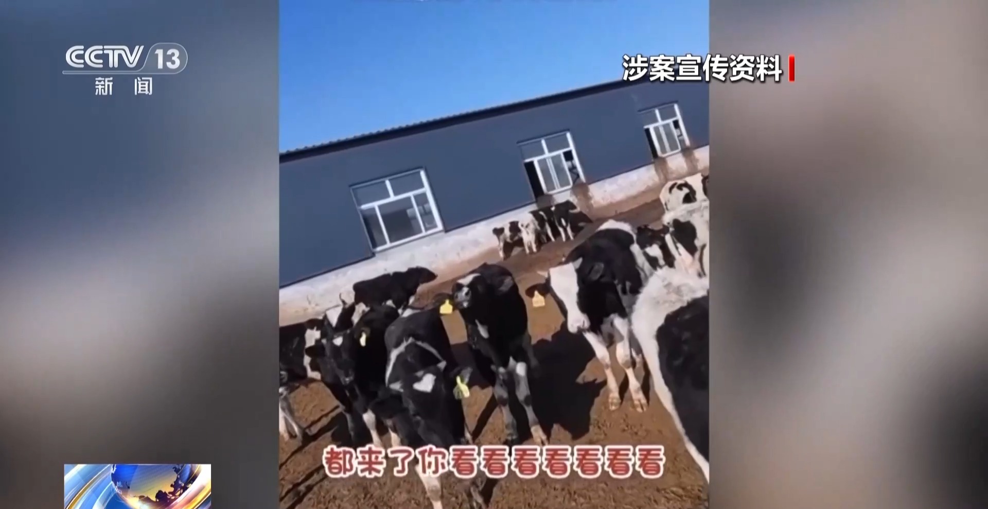 法治在线丨12万人被骗5.6亿 起底“云养牛”骗局