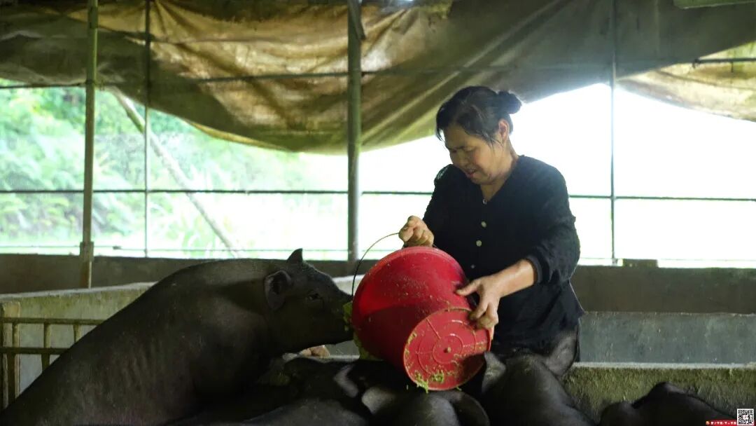 乡村振兴 | 李佑平:养殖生态黑猪 蹚出致富新路