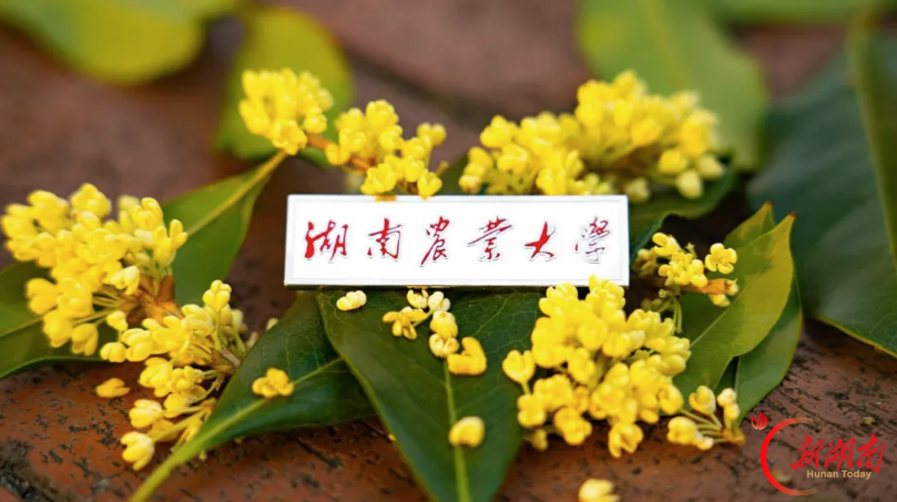 风携秋至！请查收湖南高校的秋日来信