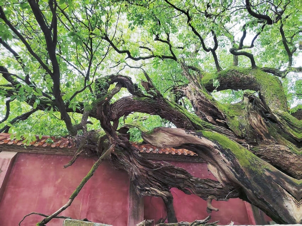 拜望㮾梨的宋代古樟丨湘江副刊·湘韵