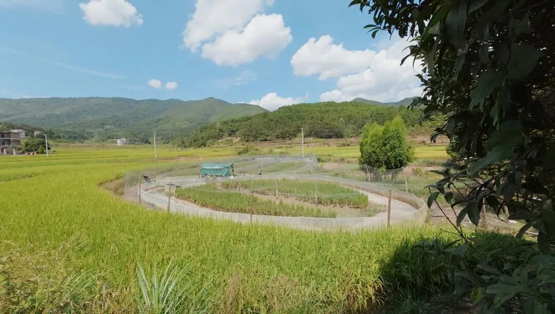桂阳：稻蛙共生 一田双收