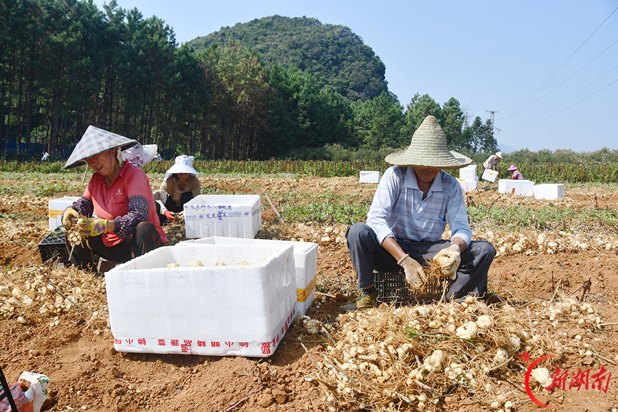 中药材种植助农增收
