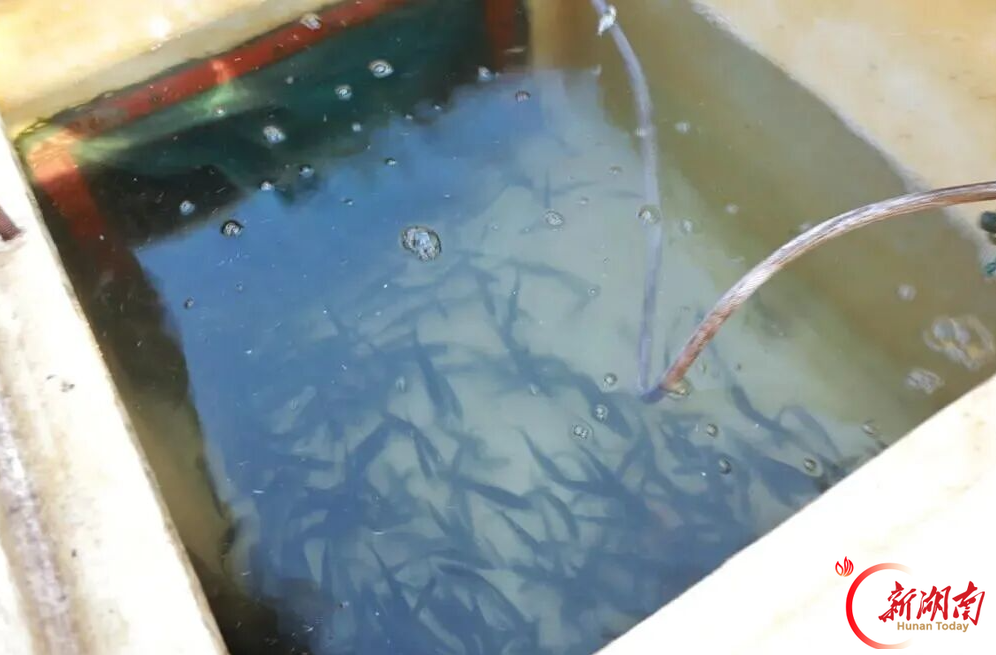 汨罗市开展2026年水生生物增殖放流活动， 87万尾鱼苗“安家”汨罗江