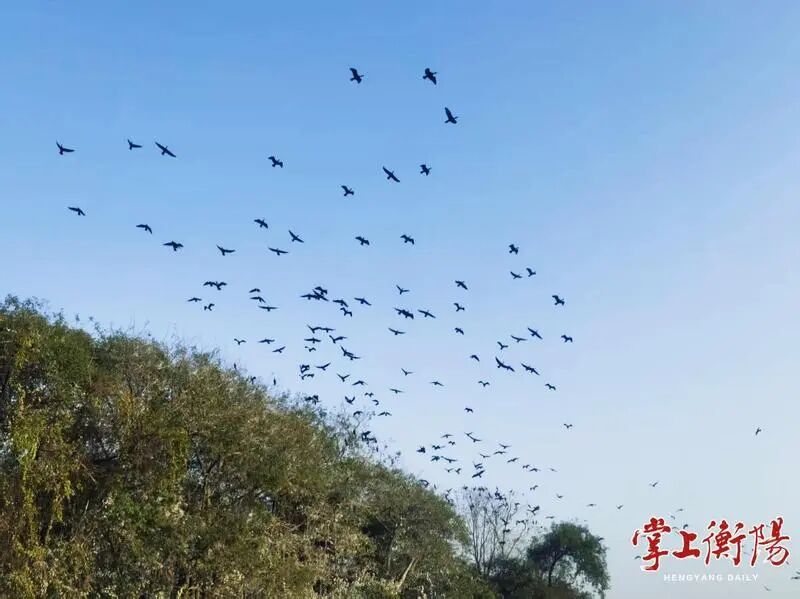 首批候鸟已抵达衡阳！