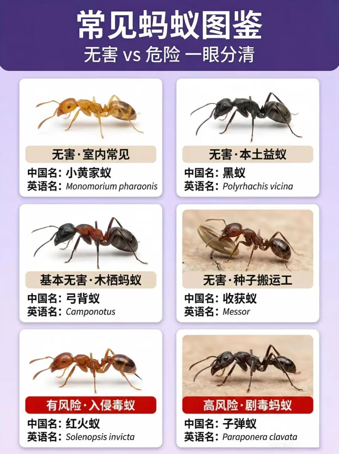 别碰、别踩!发现这种蚂蚁请立即上报
