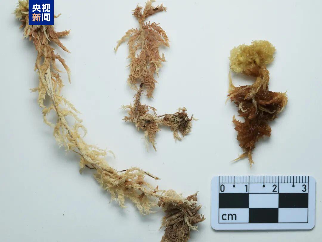 云南临沧发现中国大陆苔藓新记录种