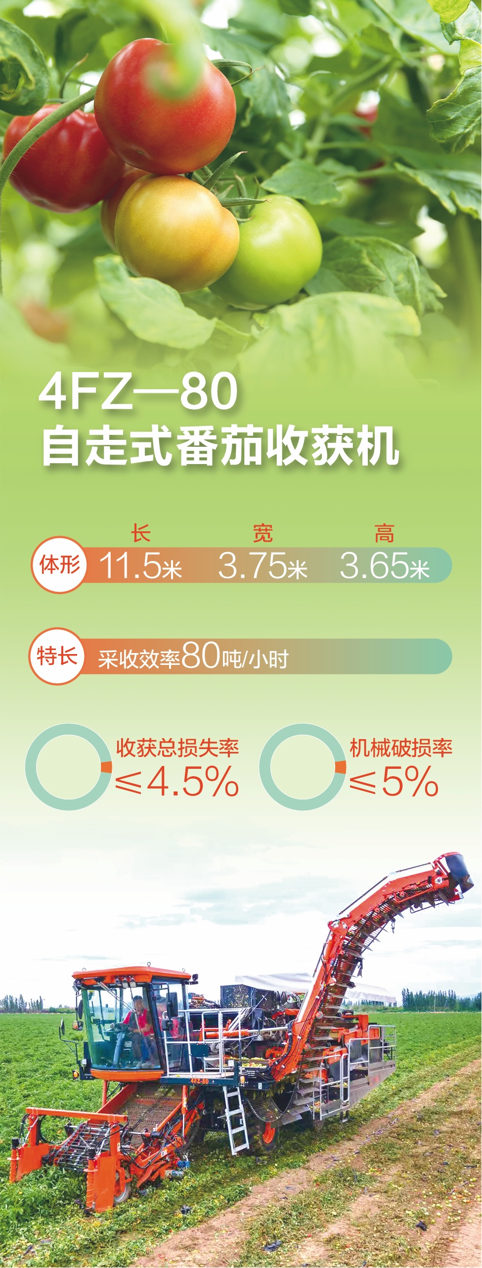 一小时采收80吨，这台收获机也太“懂”番茄了！