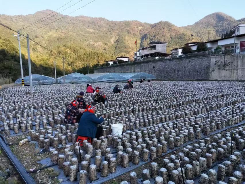 新田瑶寨菌棒挂“黑金” 小木耳撑起共富伞