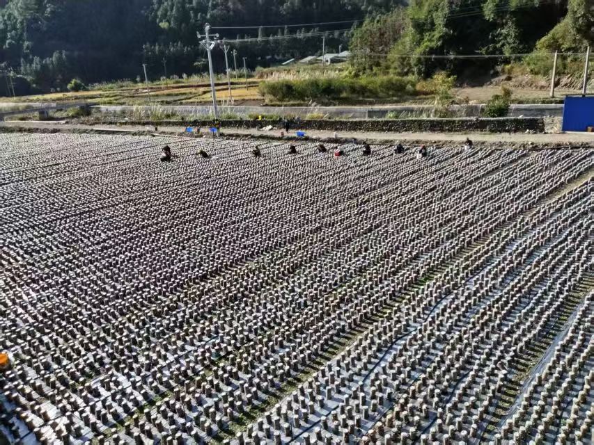 新田瑶寨菌棒挂“黑金” 小木耳撑起共富伞