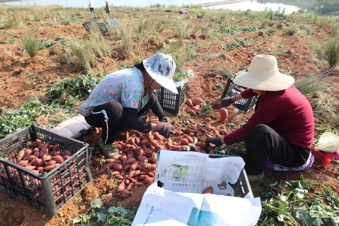 “闲地”变“宝地”!鼎城灌溪300亩红薯喜获丰收