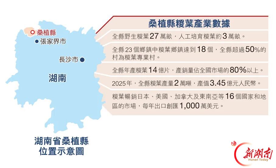 香港《文汇报》专版聚焦:老区桑植,何以让一片叶子“出海”?