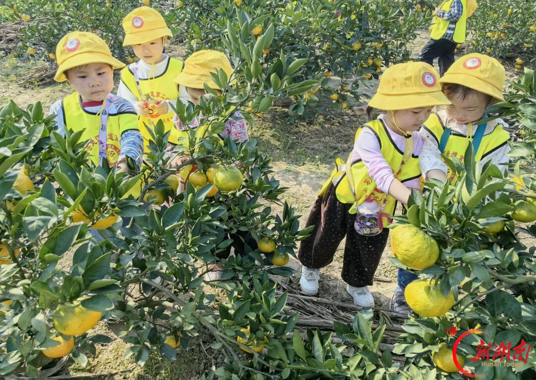 石门楚江二幼:重阳采甜橘,童心暖环卫