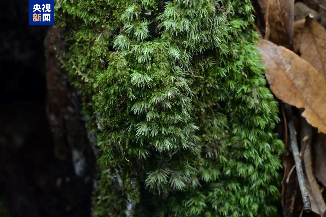 云南临沧发现中国大陆苔藓新记录种