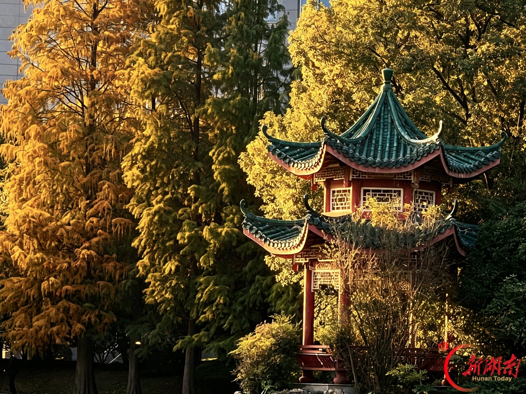 秋色征集令丨东湖秋影里,芙蓉花正开