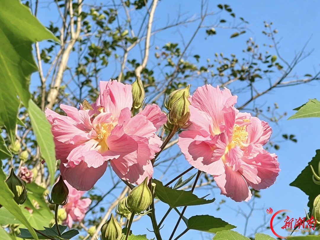 秋色征集令丨东湖秋影里,芙蓉花正开